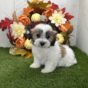 Havapoo Puppy Yana