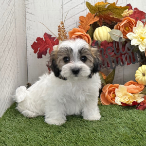 Havapoo Puppy Yana