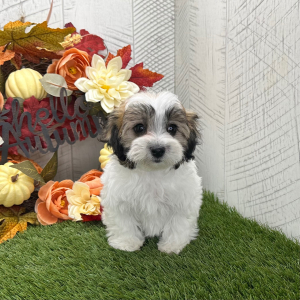 Havapoo Puppy Yana