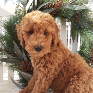 Goldendoodle Puppy Molly