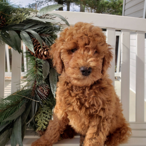 Goldendoodle Puppy Molly