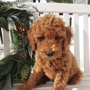 Goldendoodle Puppy Molly