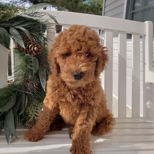 Goldendoodle Puppy Molly