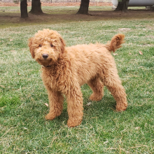 Goldendoodle Puppy Molly