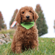 Poodle Puppy Jenson