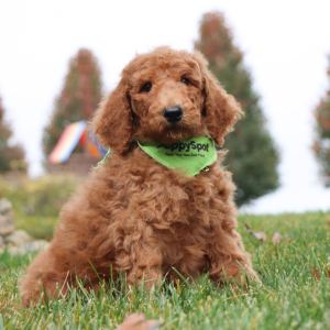Poodle Puppy Jenson