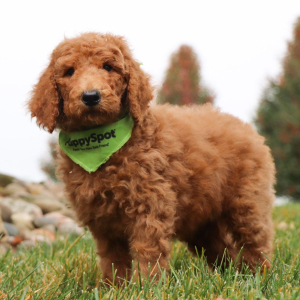 Poodle Puppy Jenson