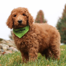 Poodle Puppy Jenson