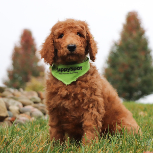 Poodle Puppy Jenson