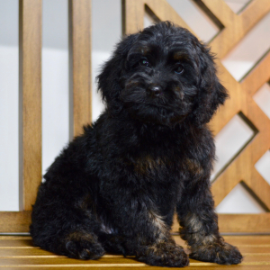 Cockapoo Puppy Nash