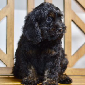Cockapoo Puppy Nash