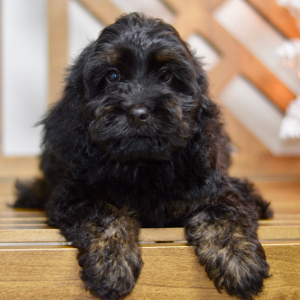 Cockapoo Puppy Nash