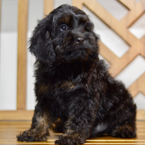 Cockapoo Puppy Nash