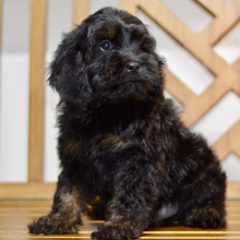 Cockapoo Puppy Nash