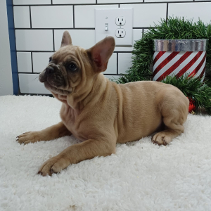 Frenchton Puppy Leslie