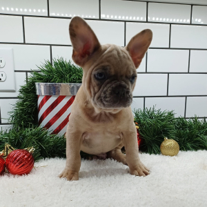 Frenchton Puppy Leslie