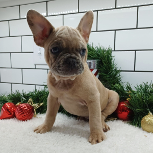 Frenchton Puppy Leslie