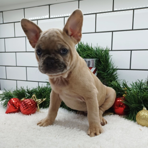Frenchton Puppy Leslie