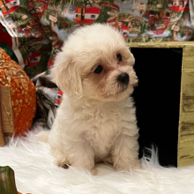 Coton de Tulear Puppy Archie