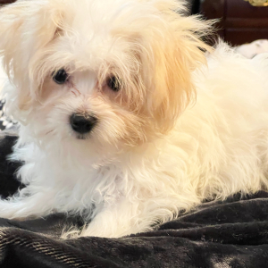 Coton de Tulear Puppy Archie