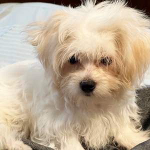 Coton de Tulear Puppy Archie