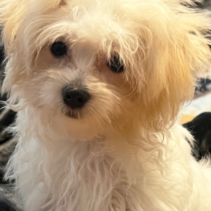 Coton de Tulear Puppy Archie