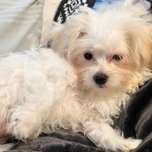Coton de Tulear Puppy Archie