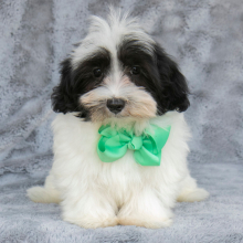 Havanese Puppy Simba