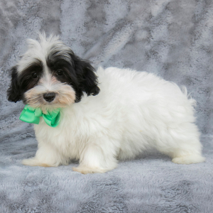 Havanese Puppy Simba