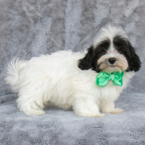 Havanese Puppy Simba