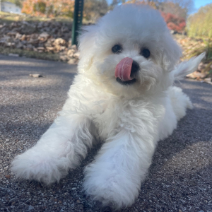 Bichon Frise Puppy Ruby