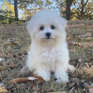 Bichon Frise Puppy Ruby