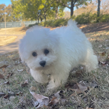 Bichon Frise Puppy Ruby