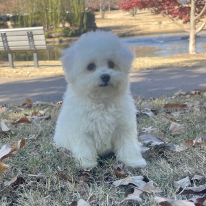 Bichon Frise Puppy Ruby