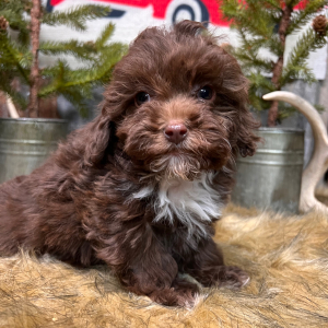 Cockapoo Puppy Happy