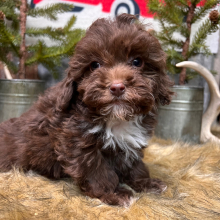 Cockapoo Puppy Happy