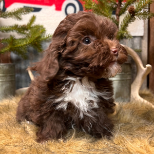 Cockapoo Puppy Happy