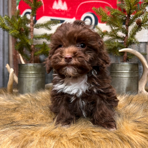 Cockapoo Puppy Happy