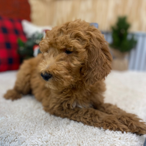 Goldendoodle Puppy Milo