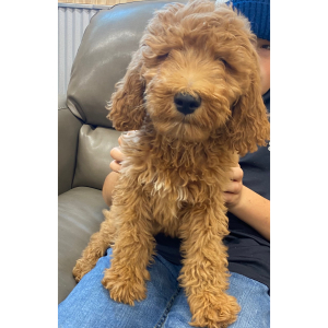 Goldendoodle Puppy Milo