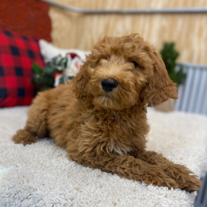 Goldendoodle Puppy Milo