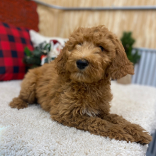 Goldendoodle Puppy Milo