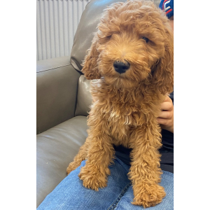 Goldendoodle Puppy Milo