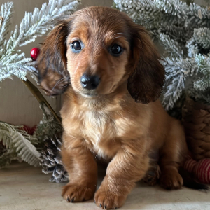 Dachshund Puppy Daisy