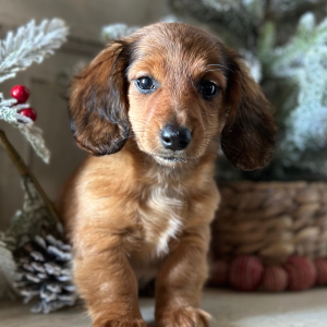 Dachshund Puppy Daisy
