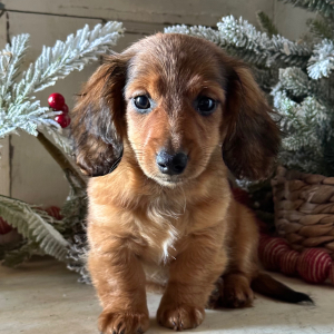 Dachshund Puppy Daisy