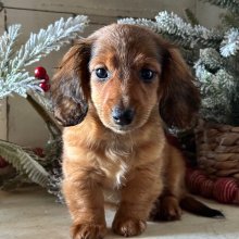 Dachshund Puppy Daisy