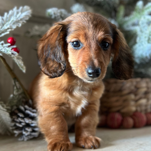Dachshund Puppy Daisy