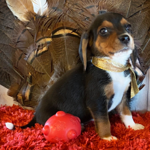 Beagle Puppy Kota