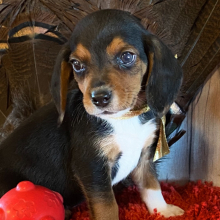 Beagle Puppy Kota